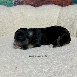 Black phantom - female Australian Mountain Doodle puppy in Blue Springs, Missouri from Jeanie’s Doodles