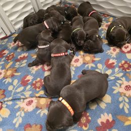 Boy 5 - Liver male German Shorthaired Pointer puppy in West Richland, Washington from Lehmschlog Kennels