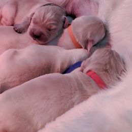Golden Retriever Puppies from Goldnmine Kennels