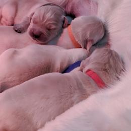 Golden Retriever Puppies from Goldnmine Kennels