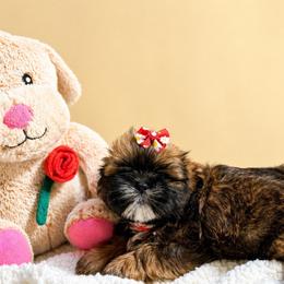 Pheebe - Chocolate and tan female Shih Tzu puppy in Ocala, Florida from Mimi's Shih-tzus of Ocala