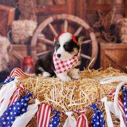 Pembroke Welsh Corgi Puppies from Big Sky Corgis