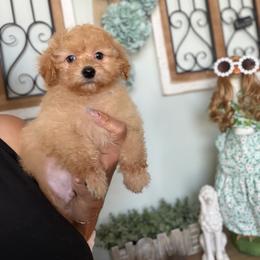 Sir Donte - Apricot male Maltipoo puppy in Southern,, California from Maltipoo Tiny Pups & More