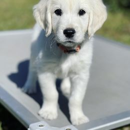 Golden Retriever Puppies from Southland Goldens