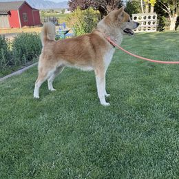 Nichi - Japanese Akitainu
