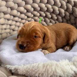 Shrek - Red  male Goldendoodle puppy in Rose Hill, North Carolina from Red Door Canines