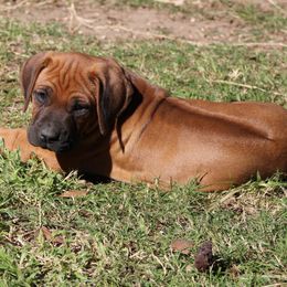 Mr.  Orange - Rd whtn blk nose male Rhodesian Ridgeback puppy in Broussard, Louisiana from Karamojo Ridgebacks,  Quality over Quantity