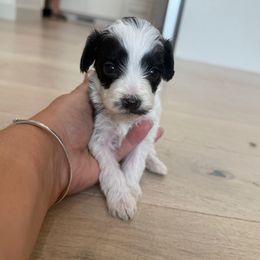 Jax - Black and white male Bernedoodle puppy in Coventry, Rhode Island from Timber Trail Bernedoodles RI