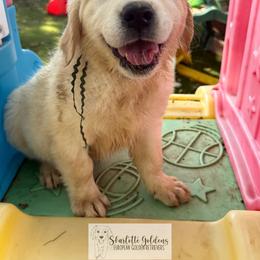 DO - a deer, a female deer (turq) - Light golden female Golden Retriever puppy in Argyle, Texas from Skarlotte Goldens, LLC