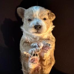 Bessie - Brown and white female Bernedoodle puppy in Yuba City, California from Ranch House Doodles