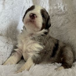 Merle Girl B - Blue merle female Bernedoodle puppy in Toledo, Ohio from Avery Doodle Day LLC