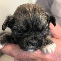 Kip - Brindle male Lhasa Apso puppy in Fort Worth, Texas from Cynthia's Lhasa Apsos