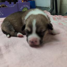 Black Collar Male - Sable male Pembroke Welsh Corgi puppy in Stoystown, Pennsylvania from Willow Grove Corgis