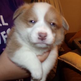 Dachshunds and Pembroke Welsh Corgis from P and G Farm
