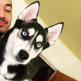 Lady - Siberian Husky