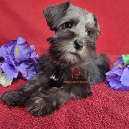 Boy 4 - male Miniature Schnauzer puppy in Daphne, Alabama from Puppy Sugars Kennels