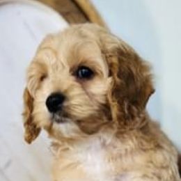 Cockapoo and Goldendoodle Puppies from Bright and Beautiful Cockapoos and Doodles