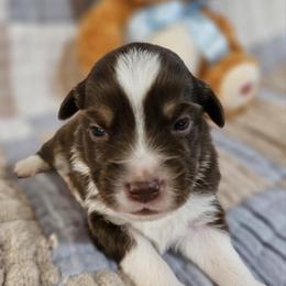 Miniature Australian Shepherd Puppies from Wee Aussies