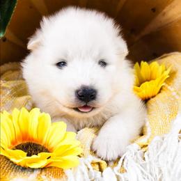 Mochi - White and biscuit male Samoyed puppy in West Jordan, Utah from Rocky Mountain Samoyeds