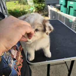 Australian Shepherd Puppies from Starlit Grove Australian Shepherds