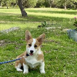 Pembroke Welsh Corgi Puppies from McCall Creek Corgis