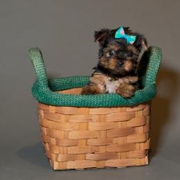 Kity - Black and tan female Yorkshire Terrier puppy in San Diego, California from BC Breeders Association