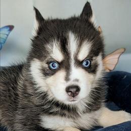 Lightning (Gunner)-2200 - Black and white male Pomsky puppy in Spring Hill, Florida from www.PuppyTimeEmporium.com
