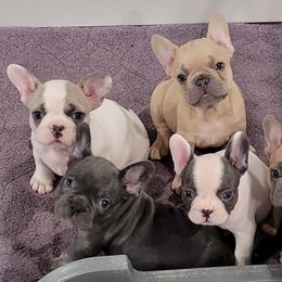 Miniature Schnauzer puppies from Mystique Kennel