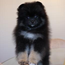 Pomeranian Puppies from Eelan’s Poms