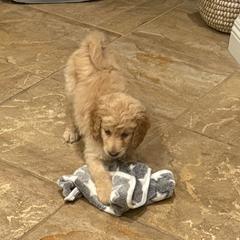 Double Doodles from Royal Litter