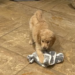 Double Doodles from Royal Litter