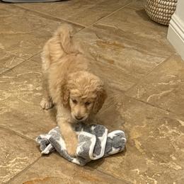 Double Doodles from Royal Litter