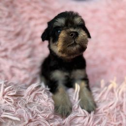 Billie - Black and silver female Miniature Schnauzer puppy in La Mirada, California from SchnauzersRus
