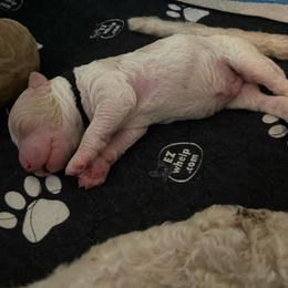 Ambrose - Parti male Goldendoodle puppy in Rocky Point, North Carolina from CelticDoods