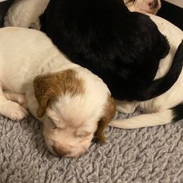 English Cocker Spaniels and Labrador Retrievers from FR Labs