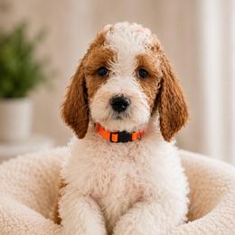 Therese (Piper) - Parti female Goldendoodle puppy in Rocky Point, North Carolina from CelticDoods