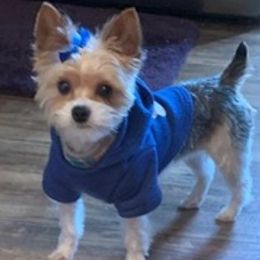 Yorkshire Terriers from Harper's Yorkies