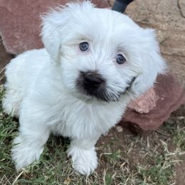 White Choco Girl - Chocolate female Havanese puppy in Monahans, Texas from Homeward Havanese, LLC
