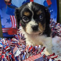 Bashful - Tri-color male Cavalier King Charles Spaniel puppy in Neosho, Missouri from County-Line Critters