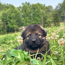 German Shepherds from Haus Atreus German Shepherds