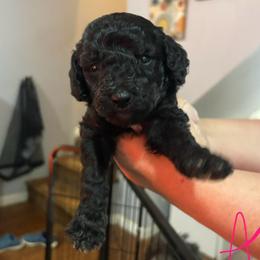 Anise - Black female Poodle puppy in Calhoun, Georgia from Johnson Kennels