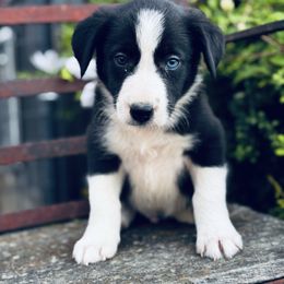Boy 1 - Black and White - Black and white male Border Collie puppy in Minden, Iowa from Rocking N Registered Border Collies & Labradors