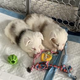 American Corgi puppies from Whitecreek Corgis of Columbus, IN
