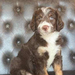 Chase- Has Videos - Brown and white male Aussiedoodle puppy in Troy, South Carolina from Lana Corley- Australian Shepherds of 3/W Farms
