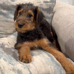 Lucille (purple) - Black and tan female Airedale Terrier puppy in Akron, Ohio from Green Family Companion Kennel, LLC