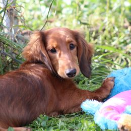 Dachshund Puppies from Mom's Dachshunds