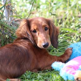 Dachshund Puppies from Mom's Dachshunds