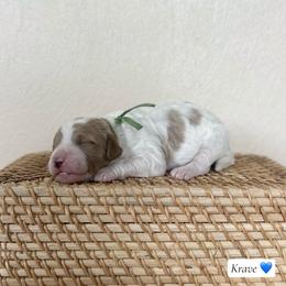 Krave - Parti male Goldendoodle puppy in Crothersville, Indiana from Wischmeier’s Doodles