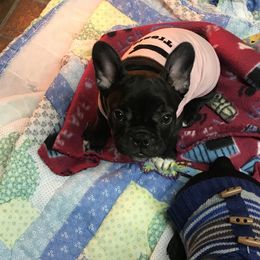 Boston Terrier, Bulldog, and French Bulldog Puppies from Tracy’s TLC Club