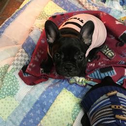 Boston Terrier, Bulldog, and French Bulldog Puppies from Tracy’s TLC Club